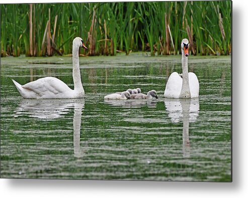 Swan Metal Print featuring the photograph Swan Family by Ken Stampfer