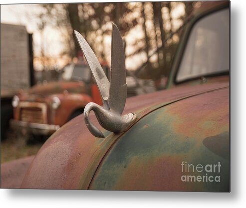 Swan Metal Print featuring the photograph Swan Hood Ornament by Terry Rowe