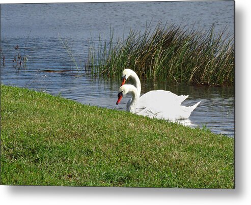 Swan Metal Print featuring the photograph Swan Pair as Photographed by Rosalie Scanlon