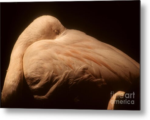 Swan Metal Print featuring the photograph Flamingo #3 by Mark Gilman