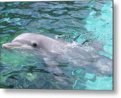 Dolphin Metal Print featuring the photograph Swimming Dolphin by Pharris Art