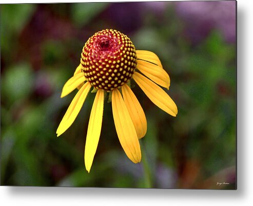 Daisy Metal Print featuring the photograph Symmetry Of Nature 015 by George Bostian