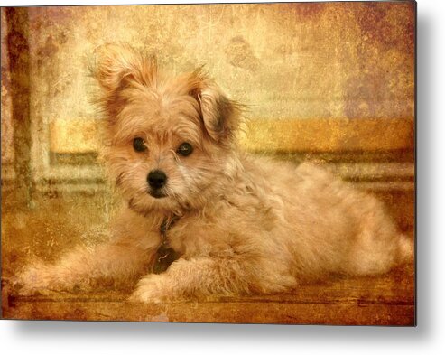 Puppies Metal Print featuring the photograph Taking A Break by Angie Tirado