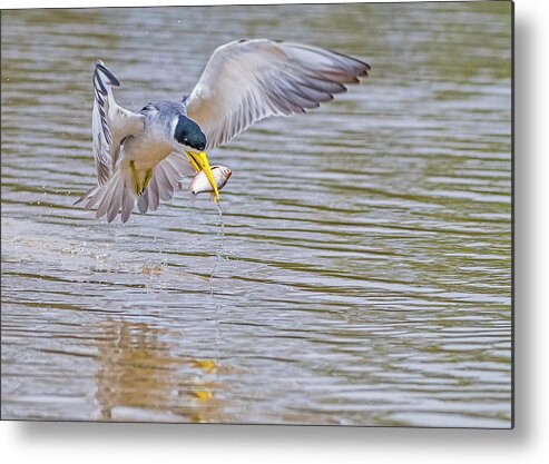 Tern Metal Print featuring the photograph Tern by Wade Aiken