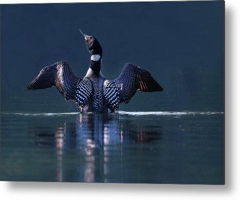 Common Loon Metal Print featuring the photograph The Beauty and Strength of a Common Loon by Sandra Huston