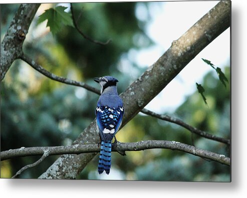 Blue Jay Metal Print featuring the photograph The Blues Song by Debbie Oppermann