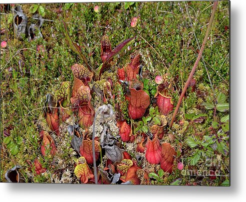 West Virginia Highlands Metal Print featuring the photograph The Bog by Randy Bodkins