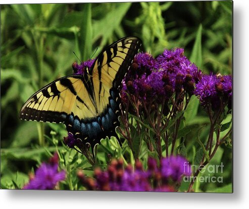 Butterfly Prints Metal Print featuring the photograph The Butterfly Buffet by J L Zarek