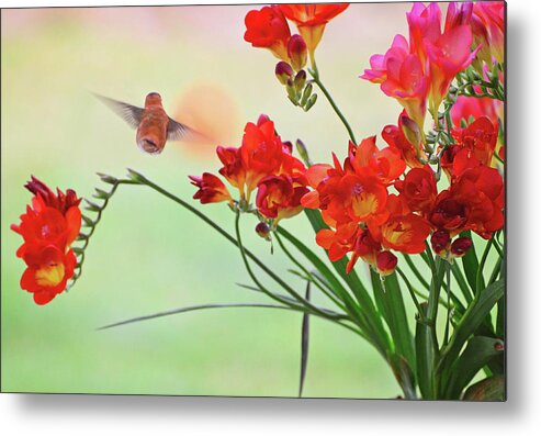 Hummingbird Metal Print featuring the photograph The End by Lynn Bauer