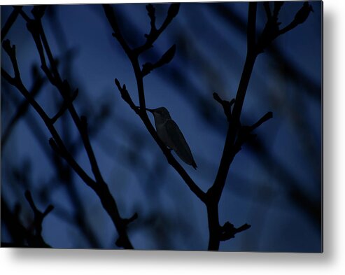 Blue Metal Print featuring the photograph The Hummer Rests by Robin Webster