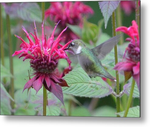 Leaves Metal Print featuring the photograph The Hummingbird Leaf by Lena Hatch