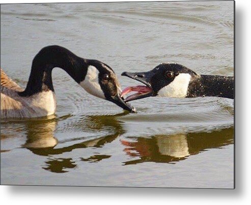 Canadian Geese Metal Print featuring the photograph The Kidd by Sumoflam Photography