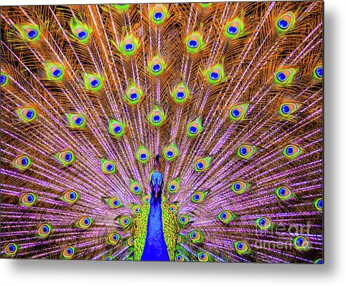 Bird Metal Print featuring the photograph The Majestic Peacock by D Davila