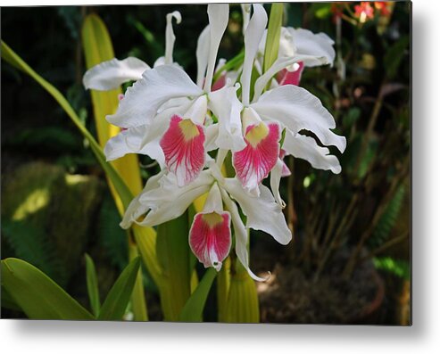 Orchid Metal Print featuring the photograph The Momentum Begins by Michiale Schneider