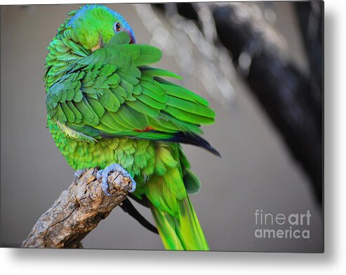 Bird Metal Print featuring the photograph The Parrot by Donna Greene