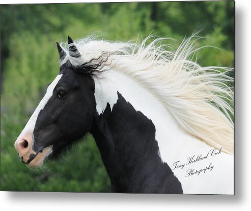 Equine Metal Print featuring the photograph The Perfect Stallion by Terry Kirkland Cook