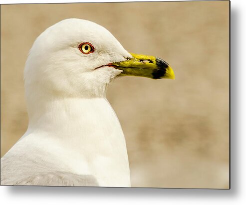 Great Lakes Gull Metal Print featuring the photograph The Proud Gull by John Roach