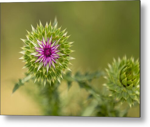 Thistle Metal Print featuring the photograph ThistleWorks by Bill and Linda Tiepelman
