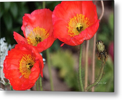 Photograph Metal Print featuring the photograph Three Red Poppies by Suzanne Gaff