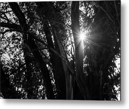 Trees Metal Print featuring the photograph Through The Trees by Holden The Moment
