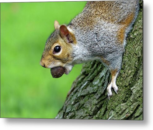 Grey Squirrel Metal Print featuring the photograph Time to Lay in Store for the Winter by Lyuba Filatova