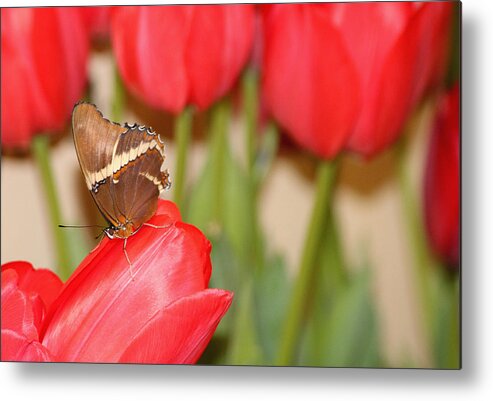 Butterfly Metal Print featuring the photograph Tip Toe Through The Tulips by Living Color Photography Lorraine Lynch
