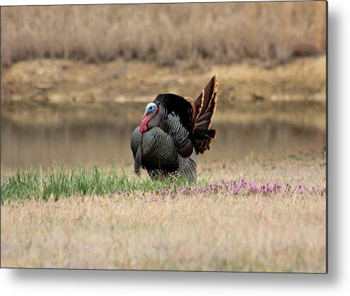 Nature Metal Print featuring the photograph Tom Turkey at Pond by Sheila Brown