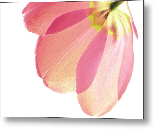 Mauve Tulips Metal Print featuring the photograph Topsy Turvy Tulip by Angela Davies