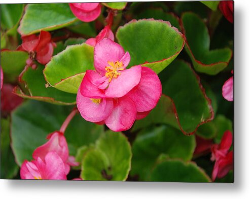 Pink Metal Print featuring the photograph Touch of Pink by Amanda Jones