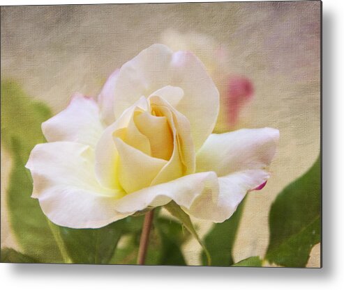 Rose Metal Print featuring the photograph Touch Of Pink by Cathy Kovarik