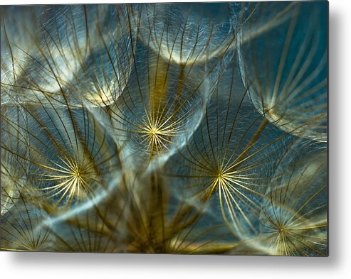 Dandelion Metal Poster featuring the photograph Translucid Dandelions by Iris Greenwell