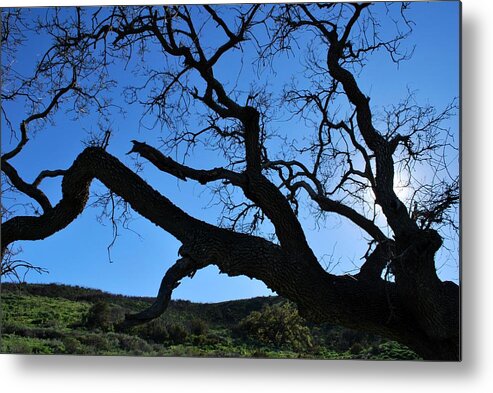 Tree Metal Print featuring the photograph Tree in Rural Hills - Silhouette View by Matt Quest