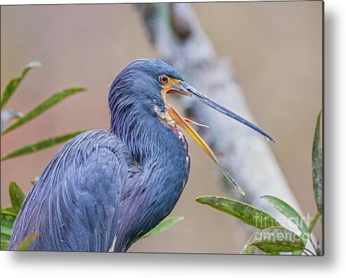 Nature Metal Print featuring the photograph Tricolored Heron Yawning UP CLOSE by DB Hayes