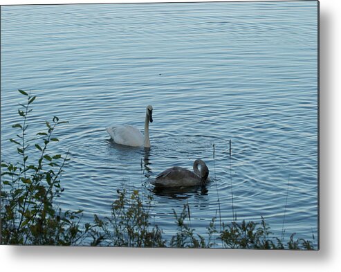 Swan Metal Print featuring the photograph Trumpeter Swans 9695 by Michael Peychich