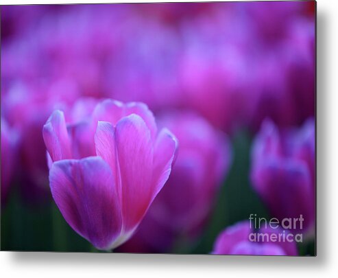 Tulips Metal Print featuring the photograph Tulips #693 by Carien Schippers
