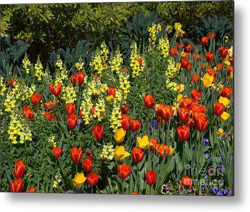 Tulips Metal Print featuring the photograph Tulips Grown in the Wild by Diana Mary Sharpton