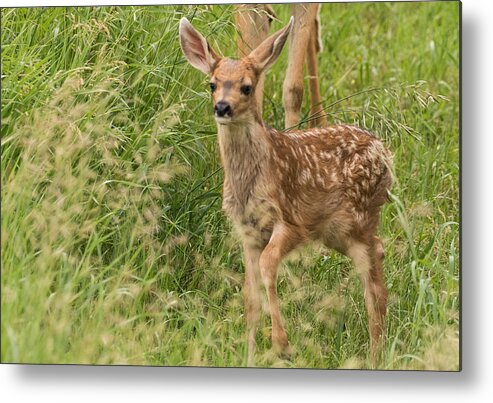 Mule Deer Fawn Metal Print featuring the photograph Twilight Fawn #3 by Mindy Musick King