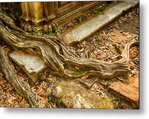 Root Metal Print featuring the photograph Twisted Root by Denise Bush
