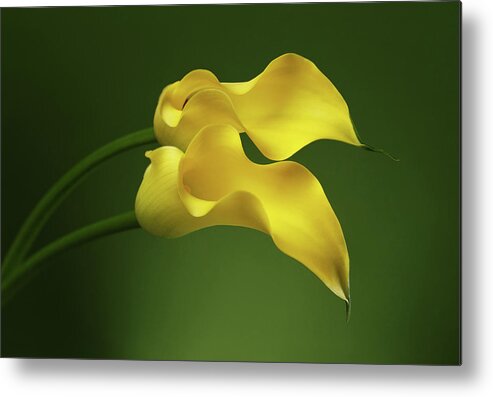 Calla Metal Print featuring the photograph Two Calla Lily Flowers on Green background by Sergey Taran