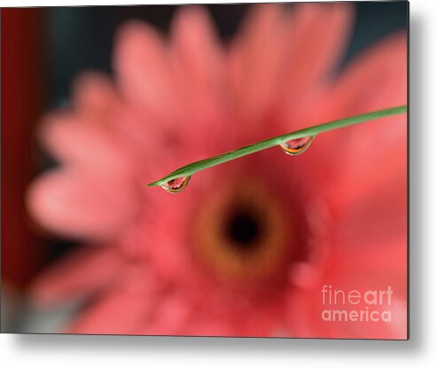 Two Metal Print featuring the photograph Two drops of water over a pink flower by Les Palenik