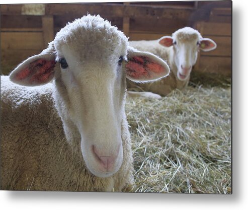 Farm Animals Metal Print featuring the photograph Two funny sheep in a barn by Gary Corbett