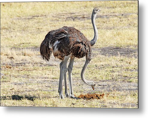Ostrich Metal Print featuring the photograph Two-Headed Ostrich by Ted Keller