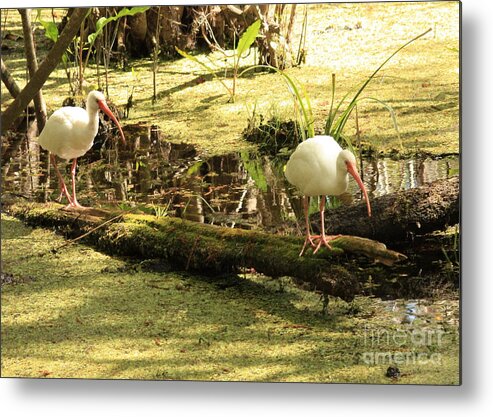 Birds Metal Print featuring the photograph Two Ibises on a Log by Carol Groenen
