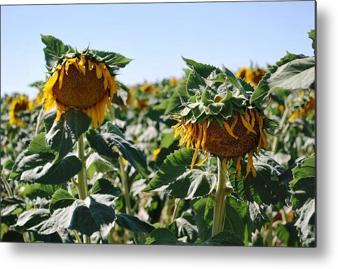 Sky Metal Print featuring the photograph Two Sunflowers in Field by Matt Quest