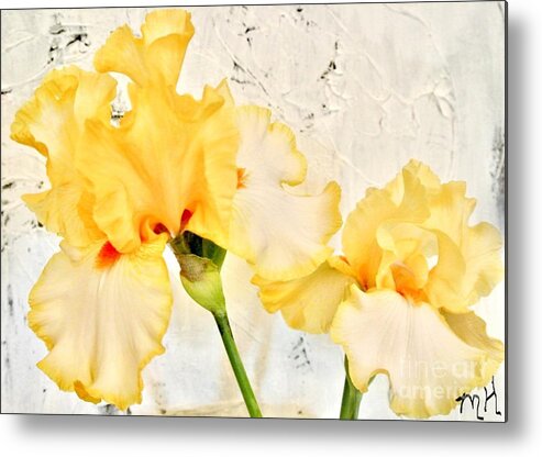 Photo Metal Print featuring the photograph Two Yellow Irises by Marsha Heiken