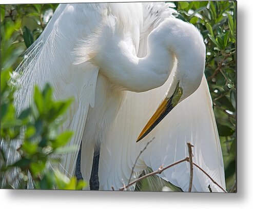 Wildlife Metal Print featuring the photograph Ultimate Grace by Kenneth Albin