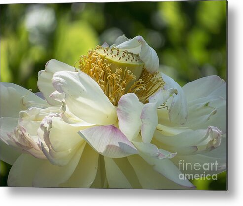 Flowers Metal Print featuring the photograph Unfurling by Lili Feinstein