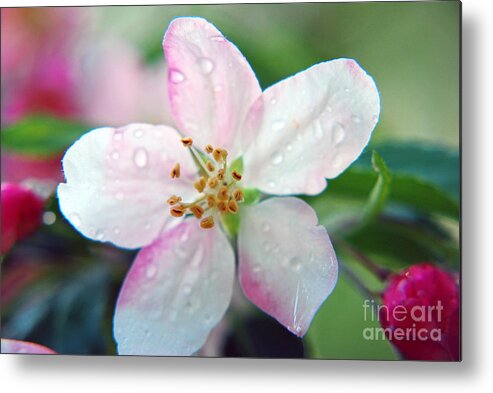 Close Up Blossom Metal Print featuring the photograph Up close Spring Blossom by Lila Fisher-Wenzel