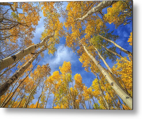 Aspens Metal Print featuring the photograph Up by Jared Perry 