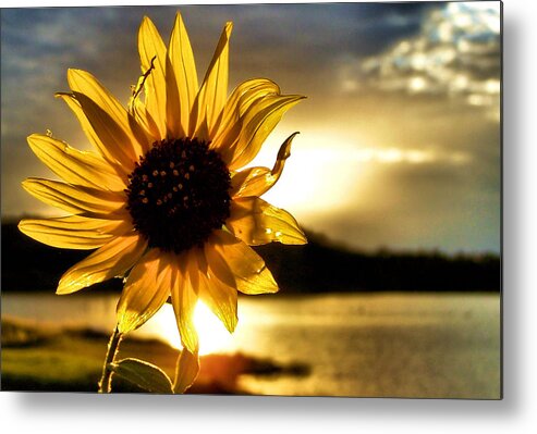 Sunflower Metal Print featuring the photograph Up Lit by Karen Scovill